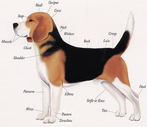 Beagle Height And Weight Chart